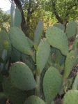 Opuntia laevis, Ash Canyon, Huachuca Mts, AZ