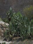 Opuntia laevis, Boyce Thompson Arboretum, Superior, AZ