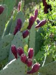 Opuntia laevis, garden plant, Phoenix, AZ