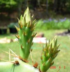 Opuntia leptocarpa flower bud