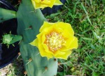 Opuntia leptocarpa flower