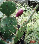 Opuntia leptocarpa with stipitate fruit