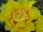 Opuntia leptocarpa flower