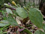 Opuntia leptocarpa with long  pericarpels, Hayes Jackson