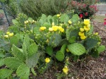 Opuntia leptocarpa in flower