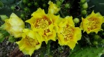 Opuntia leptocarpa in flower