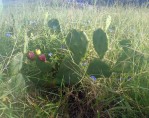 Opuntia leptocarpa, Helena, TX