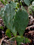 Opuntia leptocarpa from AL