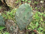 Opuntia leptocarpa, Beeville, TX