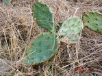 Opuntia leptocarpa, Beeville, TX