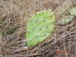 Opuntia leptocarpa, Beeville, TX