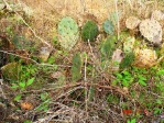 Opuntia leptocarpa, Beeville, TX