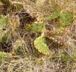 Opuntia leptocarpa, Beeville, TX