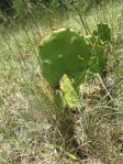 Opuntia leptocarpa, cemetery near Helena, TX