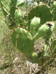 Opuntia leptocarpa, Helena, TX