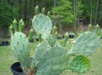 Opuntia leptocarpa, garden plant