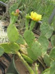 Opuntia leptocarpa, garden plant from Helena, TX