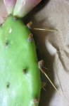 Opuntia leptocarpa, Helena, TX