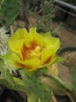 Opuntia leptocarpa, garden plant from Helena, TX