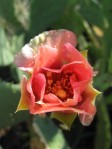 Opuntia leptocarpa, garden plant from Helena, TX