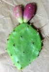 Opuntia leptocarpa, Helena, TX