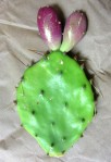 Opuntia leptocarpa, Helena, TX