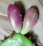 Opuntia leptocarpa, Helena, TX