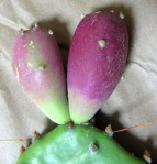 Opuntia leptocarpa, Helena, TX