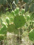 Opuntia leptocarpa, Helena, TX