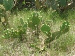 Opuntia leptocarpa, Helena, TX