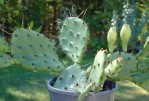 Opuntia leptocarpa, garden plant