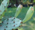 Opuntia leptocarpa, garden plant