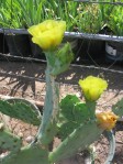 Opuntia leptocarpa-like, garden plant from Port Aransas, TX