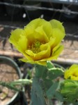 Opuntia leptocarpa-like, garden plant from Port Aransas, TX