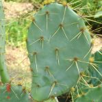 Opuntia lindheimeri, regular spiny plant