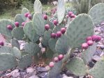 Opuntia lindheimeri subarmata, Jesse Ewald