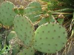 Opuntia lindheimeri subarmata, Rio Grande Botanical Garden, Albuquerque, NM