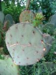 Opuntia lindheimeri subarmata, Rio Grande Botanical Garden, Albuquerque, NM