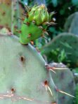 Opuntia lindheimeri subarmata, Rio Grande Botanical Garden, Albuquerque, NM