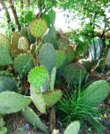 Opuntia lindheimeri subarmata, Rio Grande Botanical Garden, Albuquerque, NM