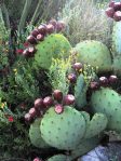 Opuntia lindheimeri subarmata, fruit, Rio Grande Botanical Garden, Albuquerque, NM