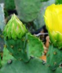 Opuntia lindheimeri subarmata, flower bud, Rio Grande Botanical Garden, Albuquerque, NM