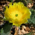 Opuntia lindheimeri subarmata, flower