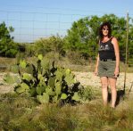 Opuntia lindheimeri subarmata, Del Rio, TX