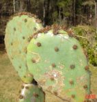 Opuntia lindheimeri subarmata, garden plant from Del Rio, TX