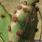 Opuntia lindheimeri subarmata, garden plant from Del Rio, TX