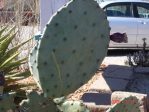 Opuntia lindheimeri subarmata, garden plant