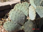 Opuntia lindheimeri subarmata, garden plant