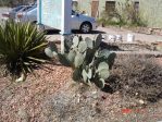 Opuntia lindheimeri subarmata, garden plant