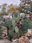 Opuntia lindheimeri, Pete Eiden